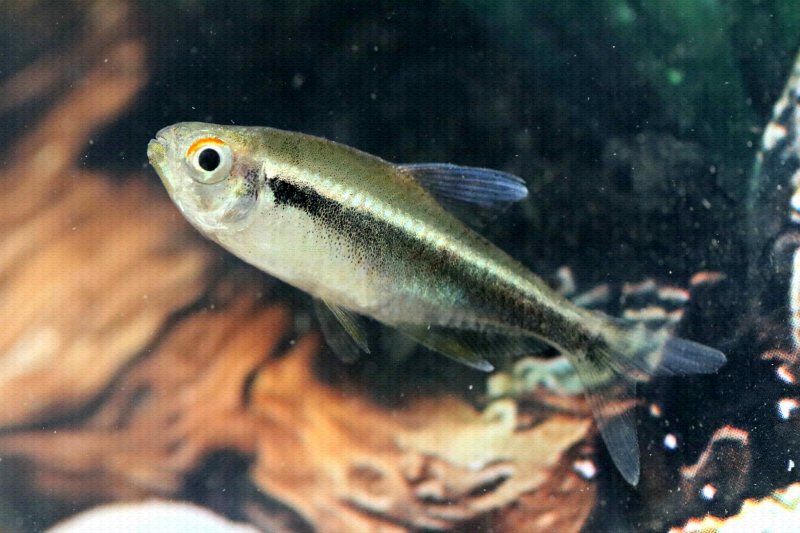 FISH TROP tetra-neon-black