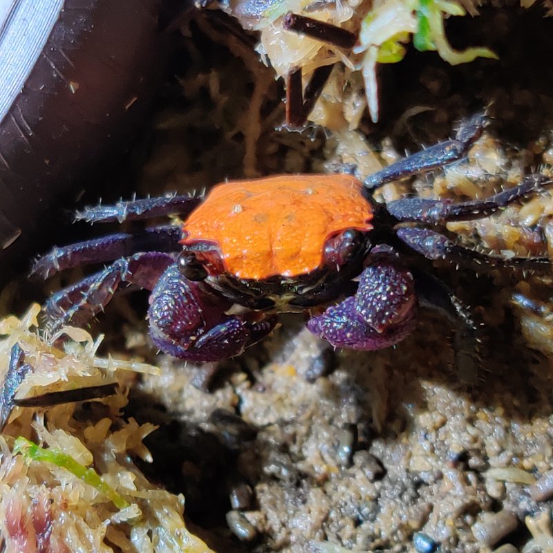 AquaticCrabVampireOrange