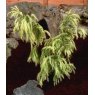 Cryptomeria japonica 'Sekkan-Sugi'  3L