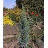 Juniperus scopulorum 'Blue Arrow'  3L