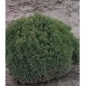 Thuja occidentalis 'Teddy'  3L