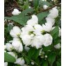 Philadelphus 'Snowbelle'   3L