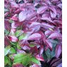 Leucothoe 'Lovita'   2L