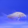 CATFISH Albino Cory CATFISH Albino Cory