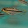 CICHLIDS Kribensis