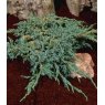 Juniperus squamata 'Blue Carpet'  3L