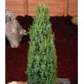 Juniperus communis 'Compressa'  3L