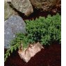 Juniperus procumbens 'Nana'  3L