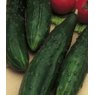 Cucumber 'Burpless Tasty Green'  9cm