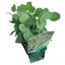 Peas - Sugar Snap (Delikett)  STRIP