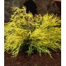 Chamaecyparis pisifera 'Filifera aurea'  3L