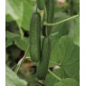 Cucumber Pasandra (Mini)  9cm