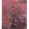 Cotinus coggygria 'Royal Purple'   3L
