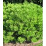 Pinus densifolia 'Jane Kluis'  2L