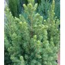 Picea glauca 'Rainbow's End'   3L