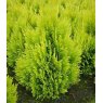 Thuja plicata 'Goldy'  3L