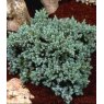 Juniperus squamata 'Blue Star'  3L