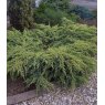 Juniperus squamata 'Holger'  3L