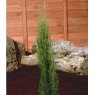 Cupressus sempervirens 'Totem Pole'  3L