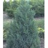Juniperus chinensis 'Pyramidalis'  3L