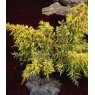Juniperus x pfitzeriana 'Carbery Gold'  3L