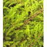 Juniperus communis 'Goldschatz'  3L