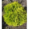 Thuja occidentalis 'Mirjam'  3L