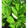Prunus laurocerasus 'Rotundifolia'   3L Prunus laurocerasus 'Rotundifolia'   3L