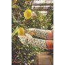 4540008 - Sicilian Lemon Garden Gauntlet - Insitu