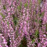 GARDEN GIRLS Calluna vulgaris 'Lena'   9cm