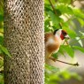 60053033 allweathersunflowerheartfeeder_peckish_60053033_0020_a_lifestyle