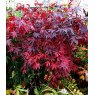Acer palmatum 'Atropurpureum'   3L Acer palmatum 'Atropurpureum'   3L