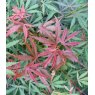 Acer palmatum 'Jerre Schwartz'   3L Acer palmatum 'Jerre Schwartz'   3L