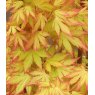Acer palmatum 'Orange Dream'   3L Acer palmatum 'Orange Dream'   3L