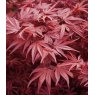 Acer palmatum 'Shaina'   3L Acer palmatum 'Shaina'   3L