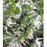 Sarcococca confusa  2L