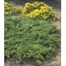 Juniperus communis 'Repanda'  3L