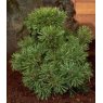 Pinus mugo 'Mops'   2L