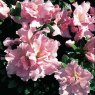 EVERGREEN AZALEA 'Betty Ann Vos'   2L