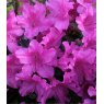 EVERGREEN AZALEA 'Blue Danube'   2L