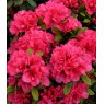 EVERGREEN AZALEA 'Canzonetta'   2L