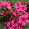 EVERGREEN AZALEA 'Chipmunk'   2L