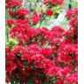EVERGREEN AZALEA 'George Arends'    2L