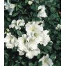 EVERGREEN AZALEA 'Gumpo White'   2L