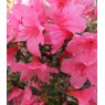 EVERGREEN AZALEA 'Madame Van Hecke'   2L