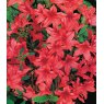 EVERGREEN AZALEA 'Marilee'   2L