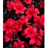 EVERGREEN AZALEA 'Maruschka'   2L