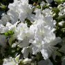 EVERGREEN AZALEA 'Mary Helen'   2L