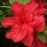 EVERGREEN AZALEA 'Mother's Day'   2L