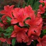 EVERGREEN AZALEA 'Nakaharai Orange'   2L